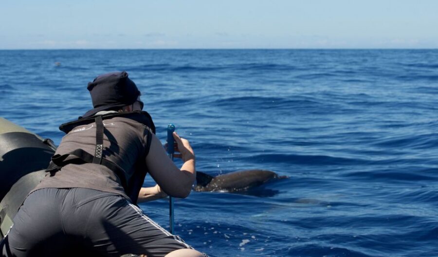 From Calheta: Madeira Whale and Dolphin Watching Boat Tour - Calheta Marina Start: Find the Meeting Spot Easy