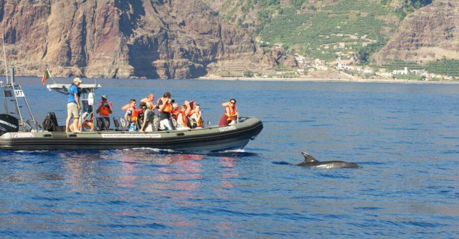 From Calheta: Madeira Whale and Dolphin Watching Boat Tour - The 2-Hour Hunt Around Madeira: How the Time Actually Flows