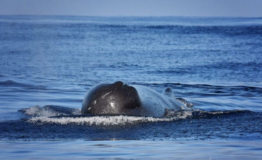 From Calheta: Madeira Whale and Dolphin Watching Boat Tour - Who This Tour Fits Best (and Who Might Want a Plan B)