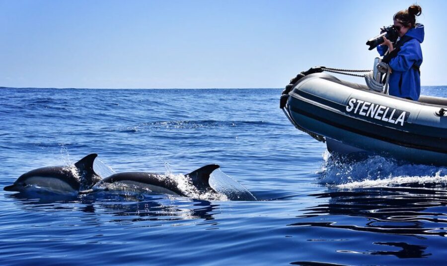 From Calheta: Madeira Whale and Dolphin Watching Boat Tour - Should You Book the Madeira Whale and Dolphin Tour from Calheta?