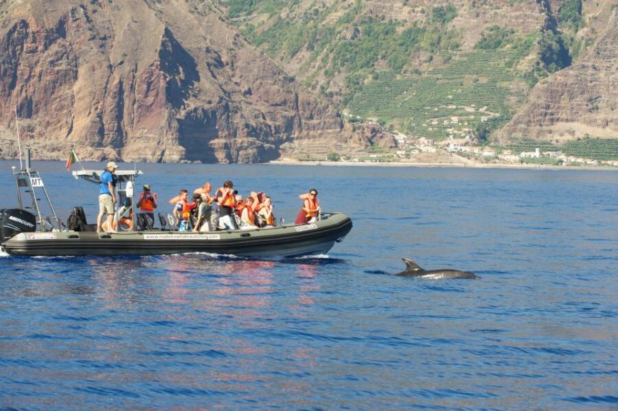 From Calheta: Madeira Whale and Dolphin Watching Boat Tour - Modern Speedboat + “Quiet Engines” = Better Wildlife Watching