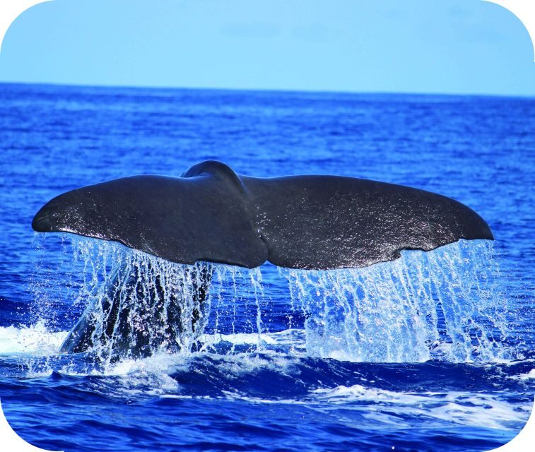 From Calheta: Whale and Dolphin Watching RIB Boat Tour - Key Things I’d Watch For on This Calheta RIB Tour