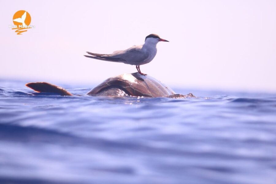 From Calheta: Whale and Dolphin Watching RIB Boat Tour - Weather, Seasickness, and Timing: Make the Day Easy on Yourself