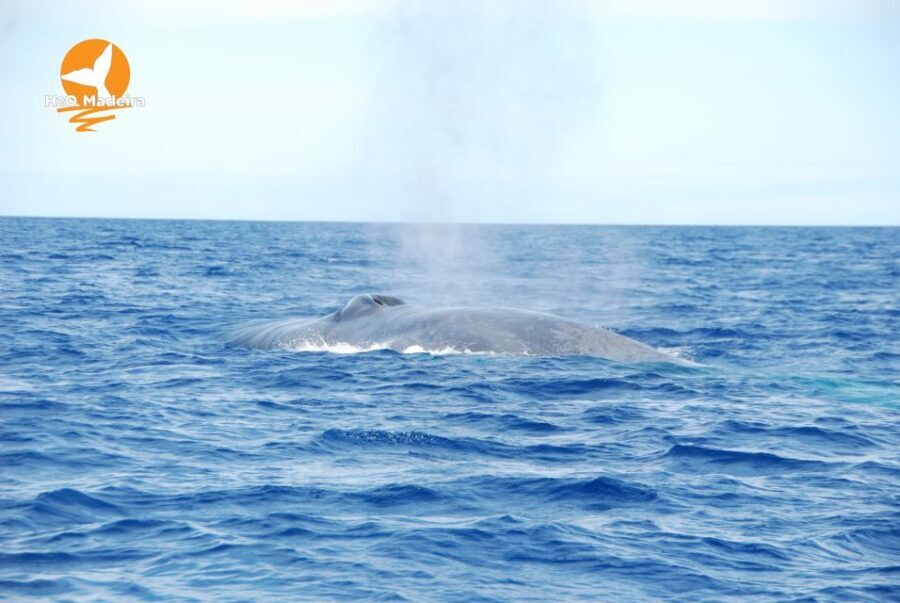 From Calheta: Whale and Dolphin Watching RIB Boat Tour - RIB Boat Basics From Calheta: Why Speed Matters for Whale Sightings