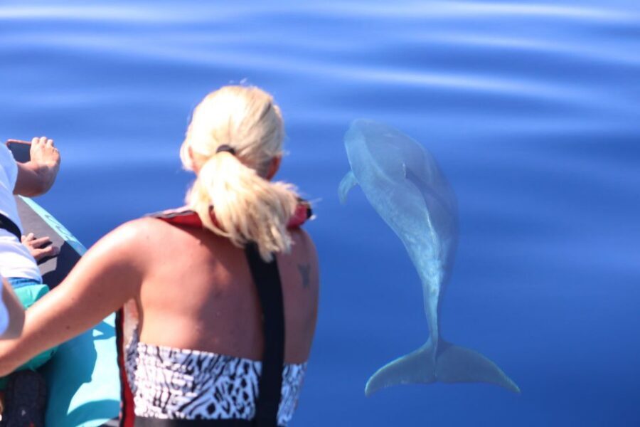 From Calheta: Whale and Dolphin Watching RIB Boat Tour - What the 2-Hour Hunt Looks Like on the Water