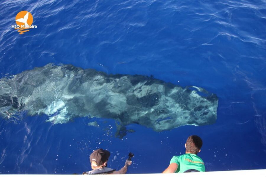 From Calheta: Whale and Dolphin Watching RIB Boat Tour - The Crew’s Role: Spotters, Safety, and Respectful Viewing