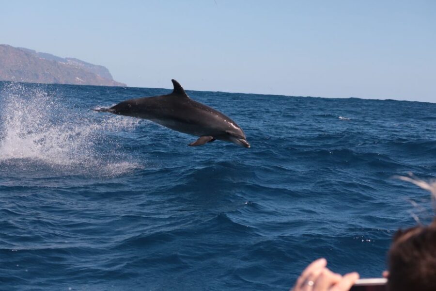 From Calheta: Whale and Dolphin Watching RIB Boat Tour - Price and Value: Is $70 Worth It for Two Hours?