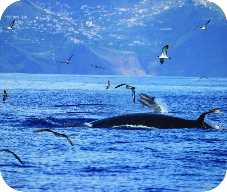 From Calheta: Whale and Dolphin Watching RIB Boat Tour - Packing List and What’s Not Allowed (So You Don’t Get Turned Away)
