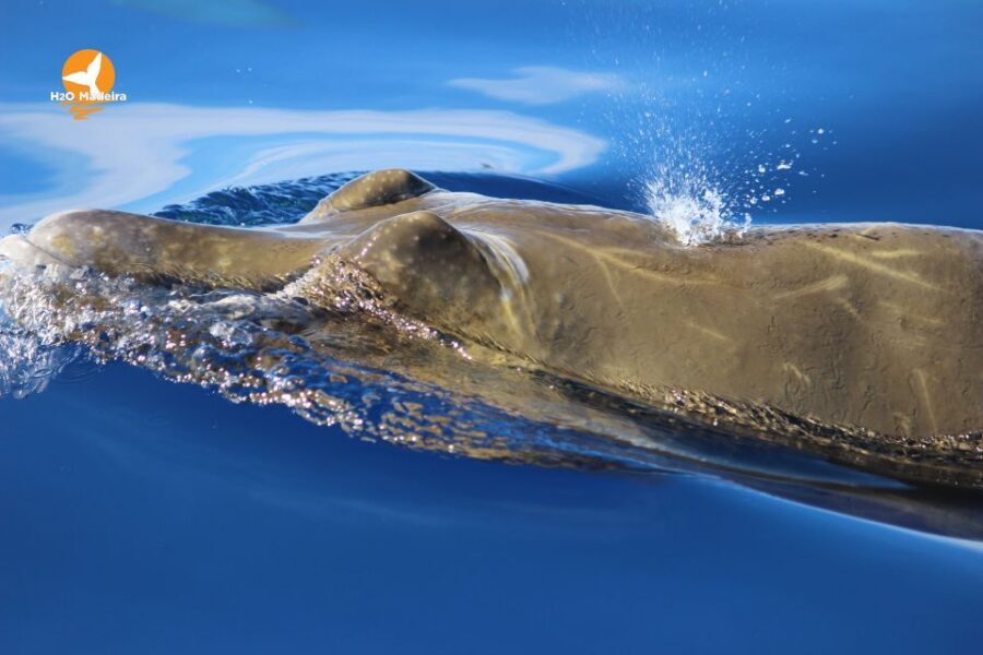 From Calheta: Whale and Dolphin Watching RIB Boat Tour - Who This Tour Fits Best (and Who Should Skip It)
