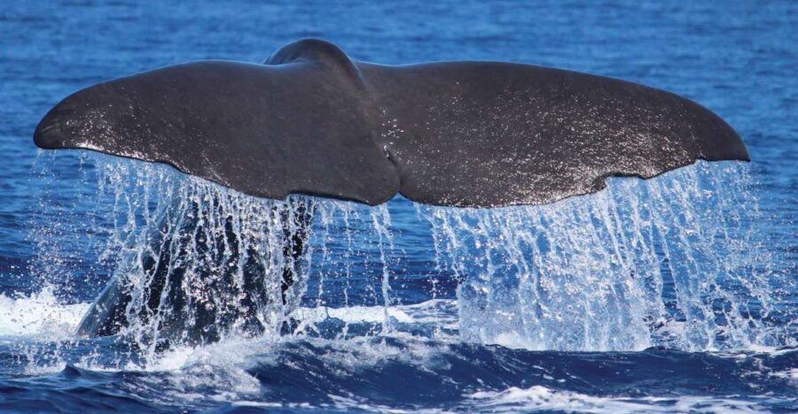 From Calheta: Whale and Dolphin Watching RIB Boat Tour - Meeting at H2O Madeira and Getting Ready at the Marina