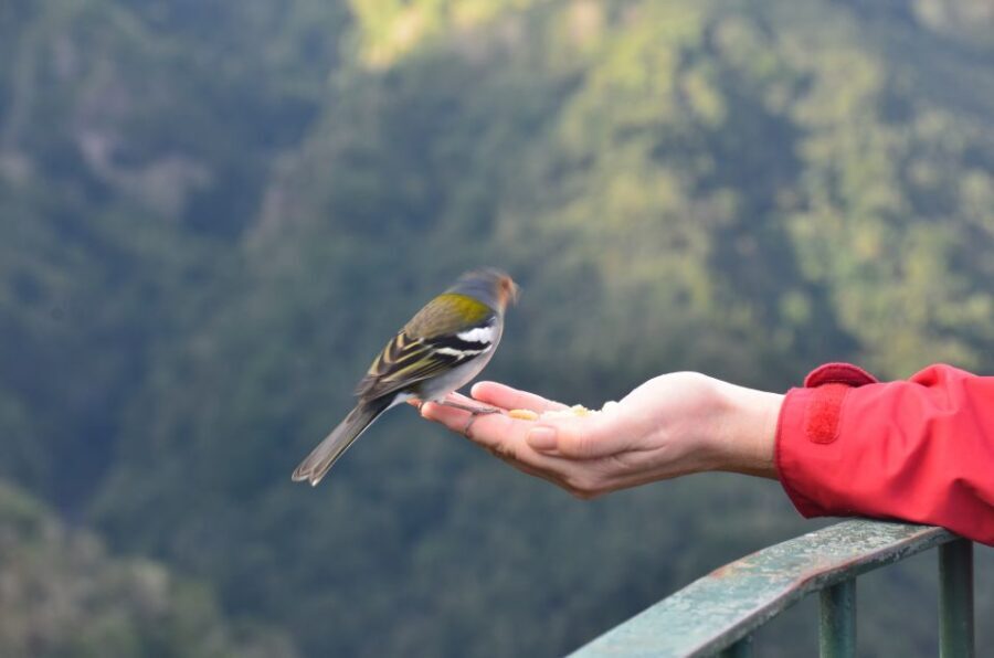 From Funchal: East Tour Madeira 4x4 Jipe Tour Santana Houses - Key highlights you’ll care about