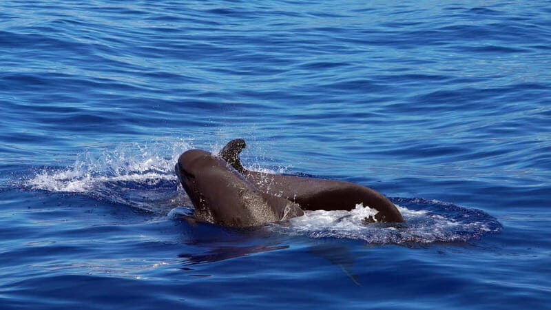 From Funchal: Ecological Catamaran Dolphin Whale Watching - Quick hits before you go