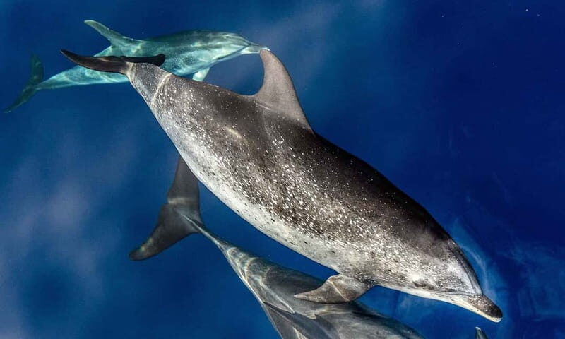 From Funchal: Ecological Catamaran Dolphin Whale Watching - First: what makes this Funchal eco-catamaran different?