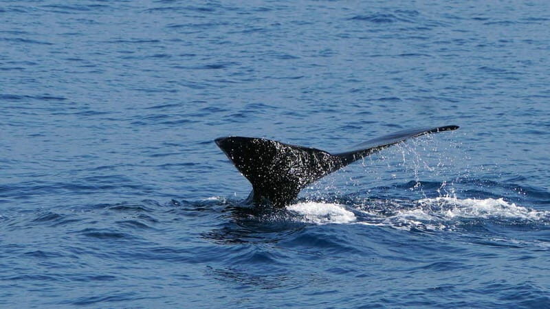 From Funchal: Ecological Catamaran Dolphin Whale Watching - The responsible part: how they keep the animals as the main event
