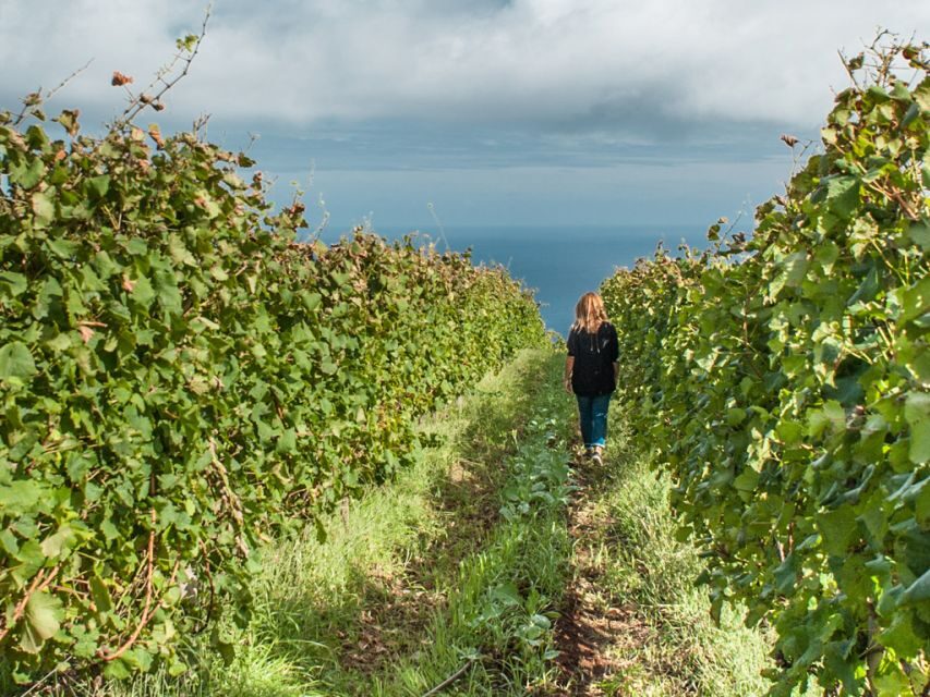 From Funchal: Full-Day Madeira Wine Tour with Lunch - Key things to know before you go