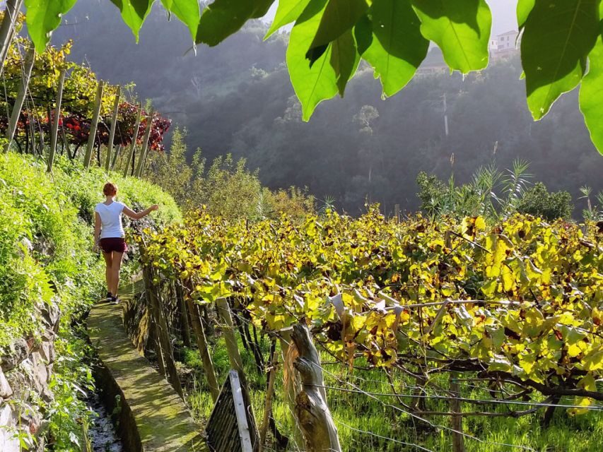 From Funchal: Full-Day Madeira Wine Tour with Lunch - Blandy’s Wine Lodges in Funchal: classic cellars and guided Fortified Madeira
