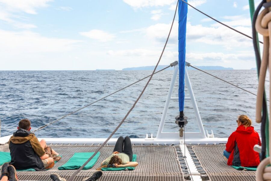From Funchal: Madeira Dolphin and Whale Watching Tour - Should you book the Madeira Dolphin and Whale Watching Tour from Funchal?