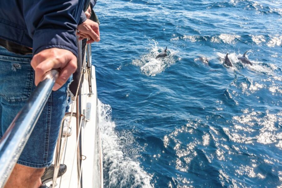 From Funchal: Madeira Dolphin and Whale Watching Tour - From Marina to Open Water: the 3-hour rhythm you’ll feel