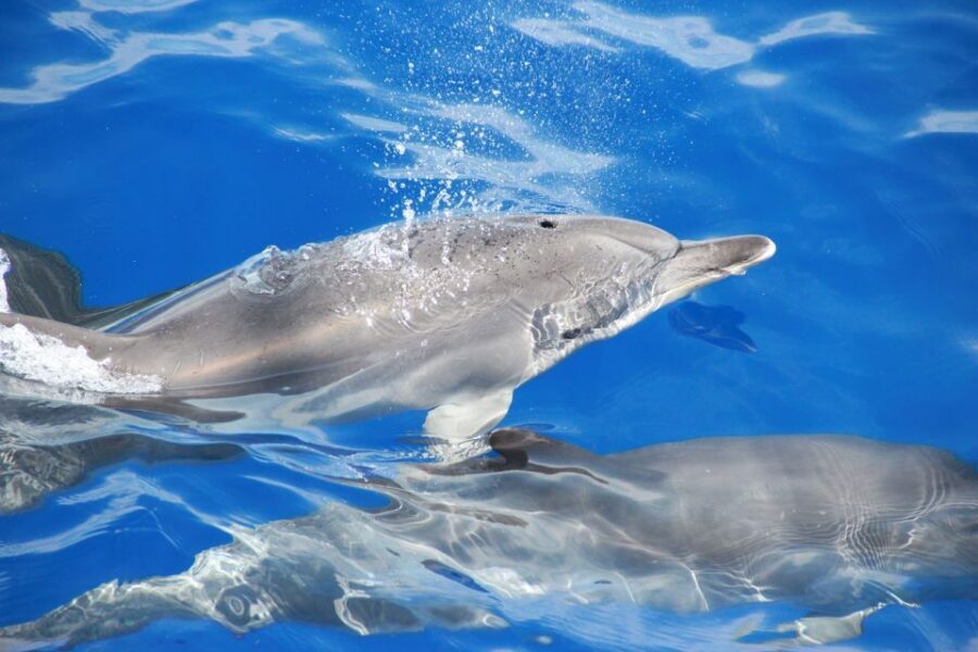 From Funchal: Madeira Dolphin and Whale Watching Tour - Price and value: is $47 a fair deal?