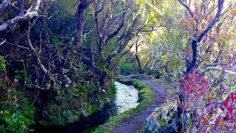 From Funchal: Madeira Lakes Levada Guided Hike - Key Highlights You’ll Feel Fast