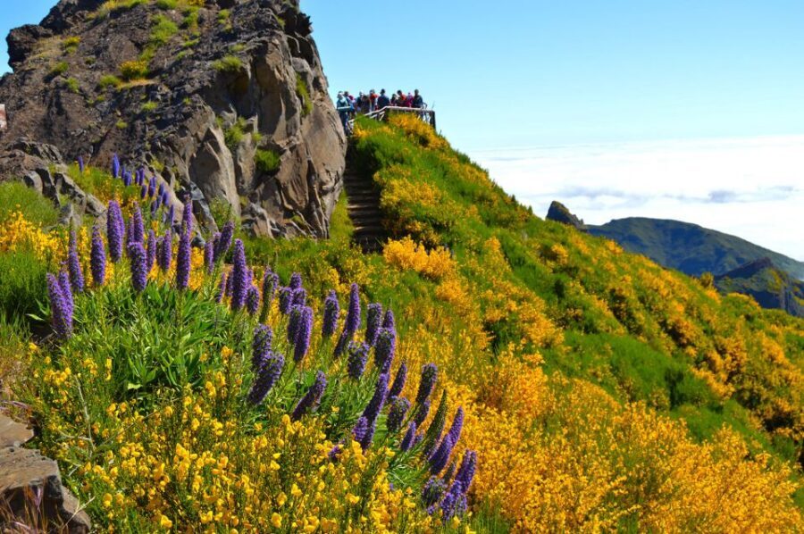 From Funchal: Madeira Peaks Mountain Walk - Heather forest near Pico Ruivo: plants and flowers you can actually learn