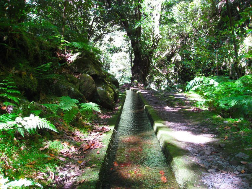 From Funchal: São Jorge Valleys Levada Walk - Key highlights you’ll actually care about