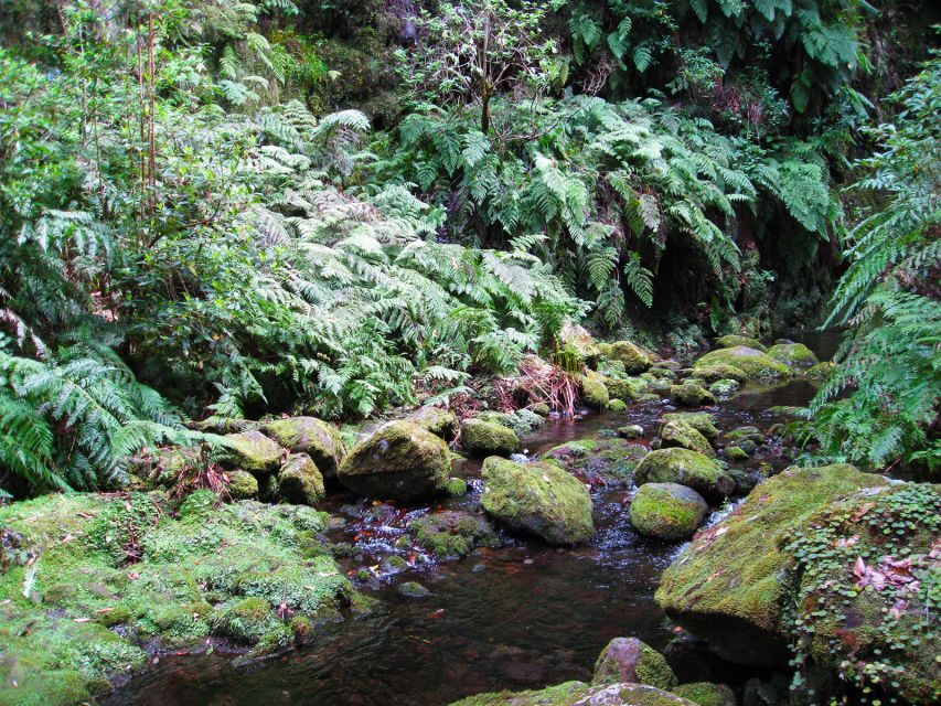 From Funchal: São Jorge Valleys Levada Walk - Enter the rainforest: waterfall walk and the wet-foot reality