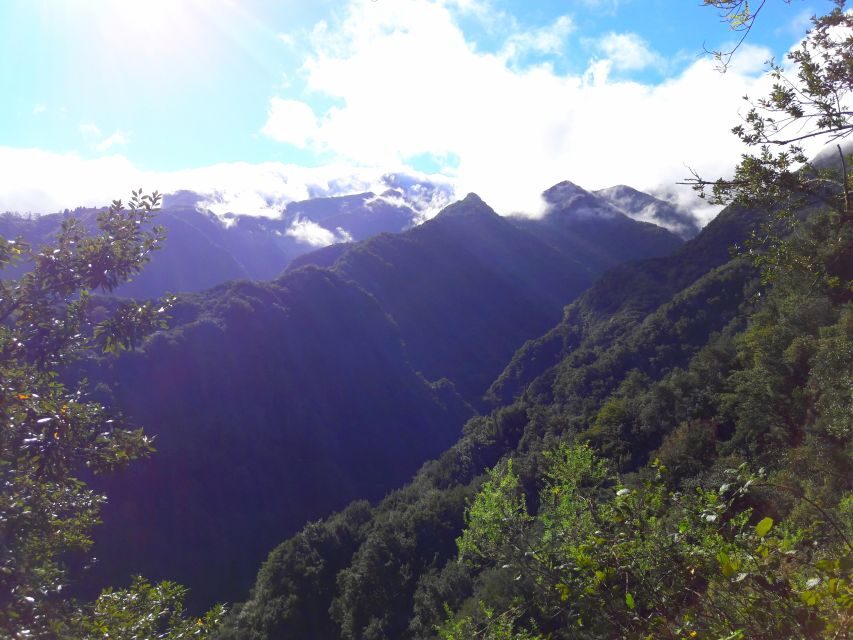 From Funchal: São Jorge Valleys Levada Walk - The plant lesson: medicinal herbs you can spot in real life