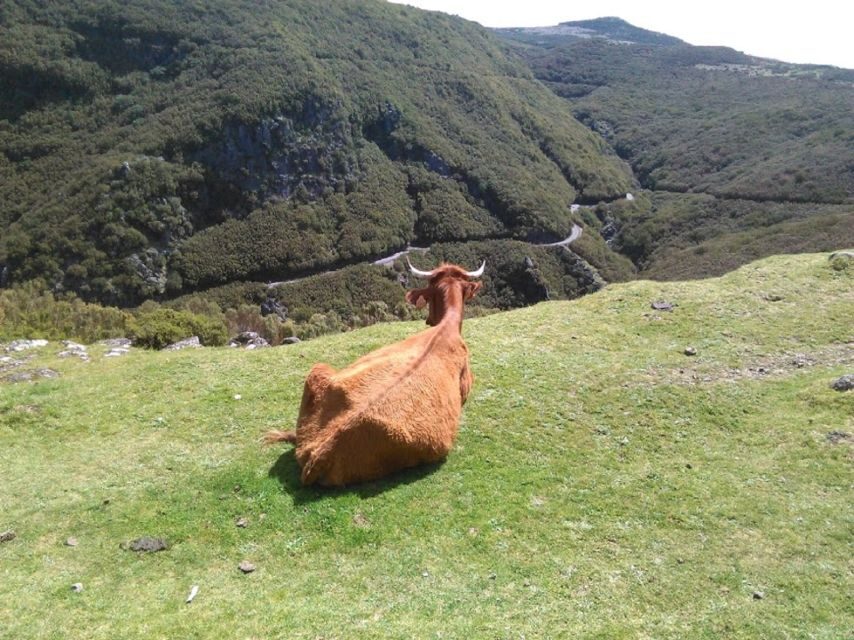 From Funchal: West Madeira and Laurel Forest Day Trip - Ribeira Brava, Ponta do Sol, and Paul da Serra at 1,500m