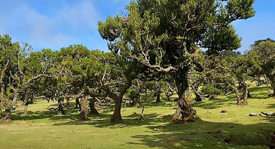 From Funchal: West Madeira Waterfalls and Fanal Forest Tour - Porto Moniz natural swimming pools: lunch, aquarium, and volcanic water