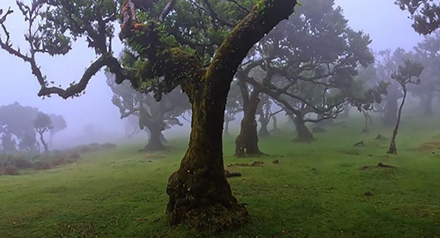 From Funchal: West Madeira Waterfalls and Fanal Forest Tour - Price and logistics: what you get for $33