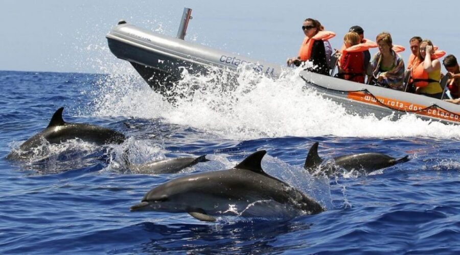 From Funchal: Whale and Dolphin Watching - Meeting Store 35 in Funchal: the trick to finding the office