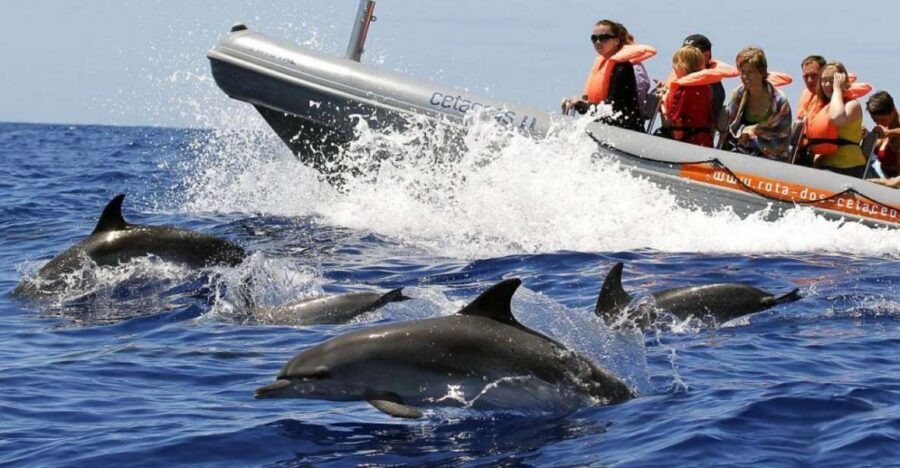 From Funchal: Whale and Dolphin Watching - How the crew finds whales and dolphins off Madeira