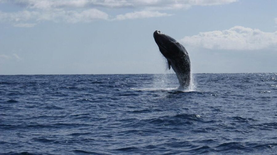 From Funchal: Whale and Dolphin Watching - Wildlife moments: pilot whales, sperm whales, and a dolphin variety