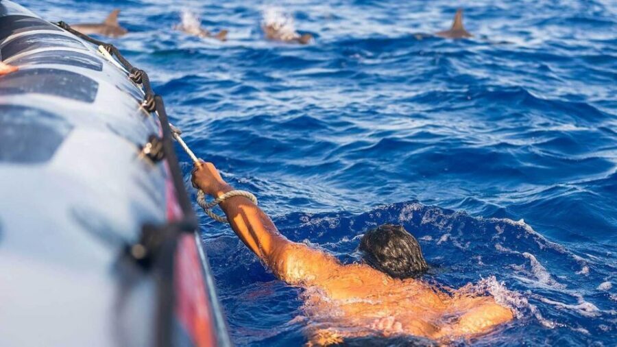 From Funchal: Whale and Dolphin Watching - The swim-with-dolphins part: bring swimwear and expect to get wet