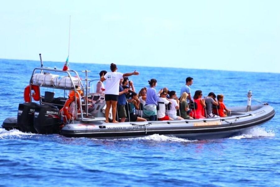 From Funchal: Whale and Dolphin Watching - The rhythm of the 2.5 hours: what the timing feels like