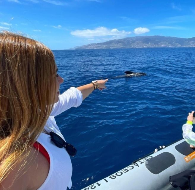 From Funchal: Whale and Dolphin Watching - Price and value: why $56 can be a good deal in Madeira
