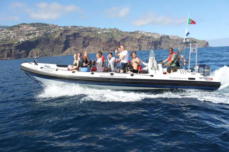 From Funchal: Whales and Dolphin Adventure Tour - Key highlights to know before you go