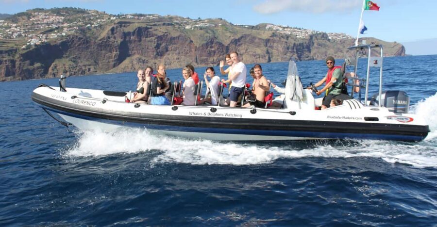 From Funchal: Whales and Dolphin Adventure Tour - From the Marina to the Whale Search: Your 2-Hour Flow