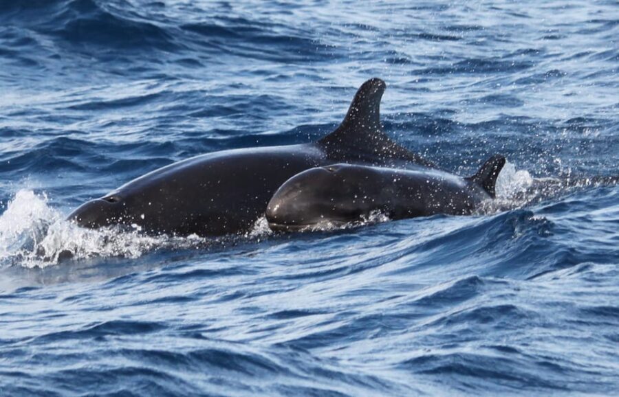 From Funchal: Whales and Dolphin Adventure Tour - Price and Value: Is $58 a Good Deal for Madeira?