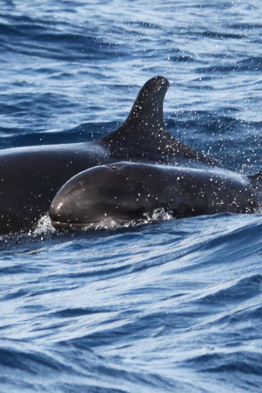 From Funchal: Whales and Dolphin Adventure Tour - Speedboat Details: Small Group, Big Views from the Edge