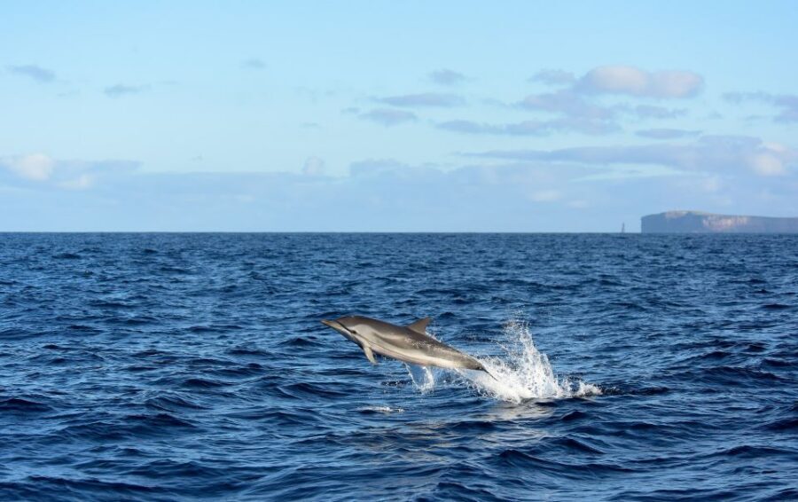 From Machico: Madeira Whale and Dolphin Watching Boat Tour - Where You Start in Machico (and why the meeting point matters)