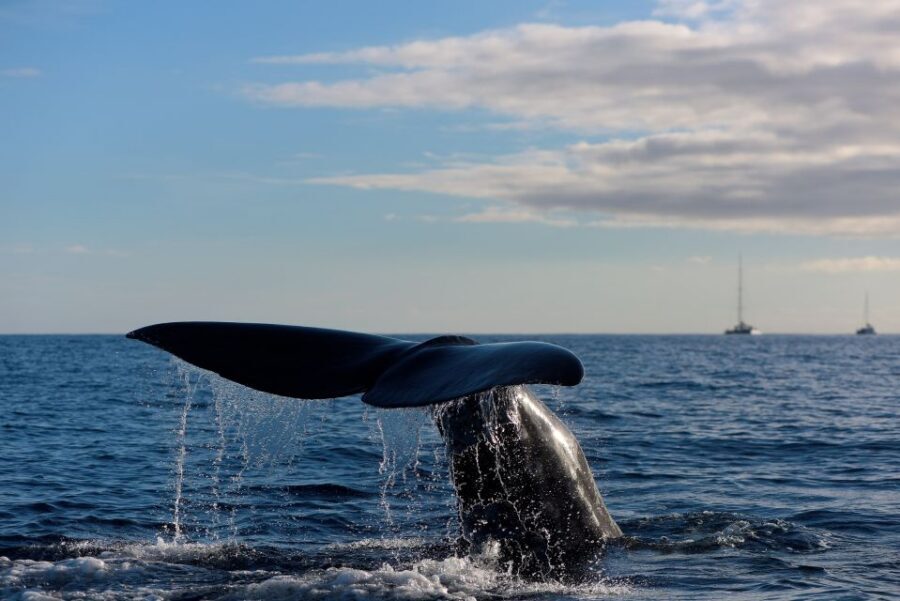 From Machico: Madeira Whale and Dolphin Watching Boat Tour - The Pre-Trip Briefing: Safety Vests, Windbreakers, and Dolphin Rules