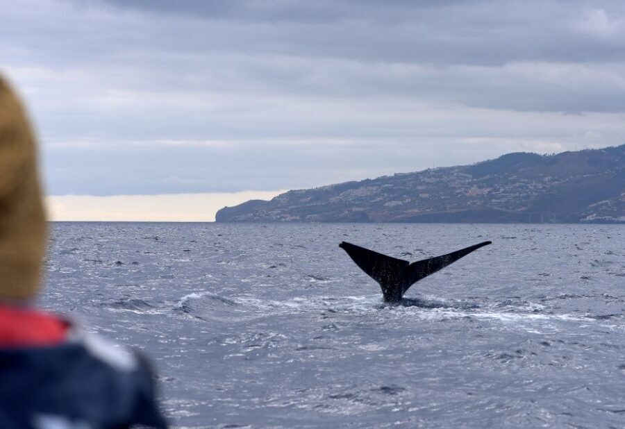 From Machico: Madeira Whale and Dolphin Watching Boat Tour - Sailing Out Into Open Water: What the 2 to 2.5 Hours Feels Like