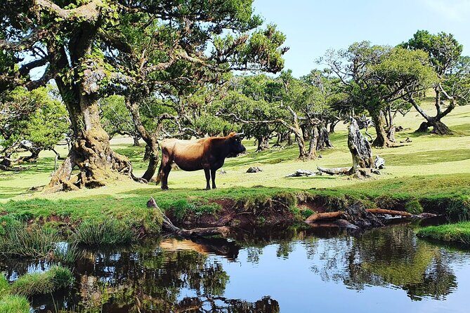 Full Day Jeep Safari Tour to Porto Moniz and Cabo Girão - Porto Moniz: volcanic pools, lunch time, and a real swim option