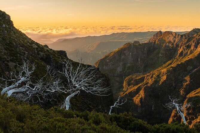 Full Day Madeira Island Tour - Open Roof - Ribeira da Janela and Fanal’s ancient laurel forest
