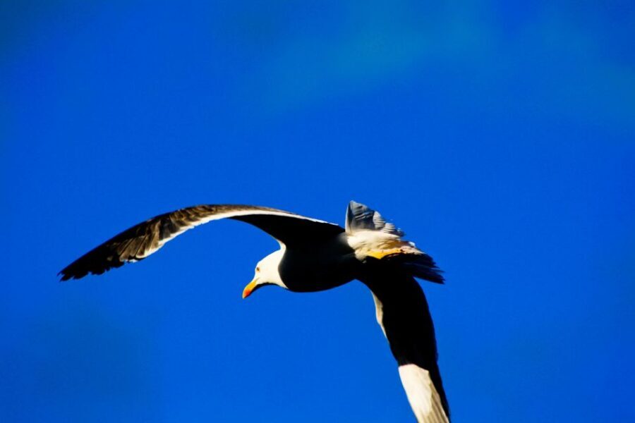 Full Day Ponta de São Lourenço - Natural Reserve - Pickup, drives, and that small café break you may not get