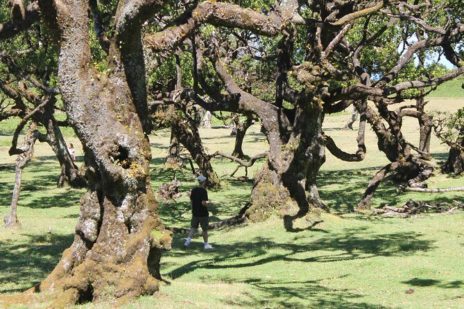 Full-Day Small Group Jeep Safari Tour from Funchal - Small-group Jeep time: personal, bumpy, and built for questions