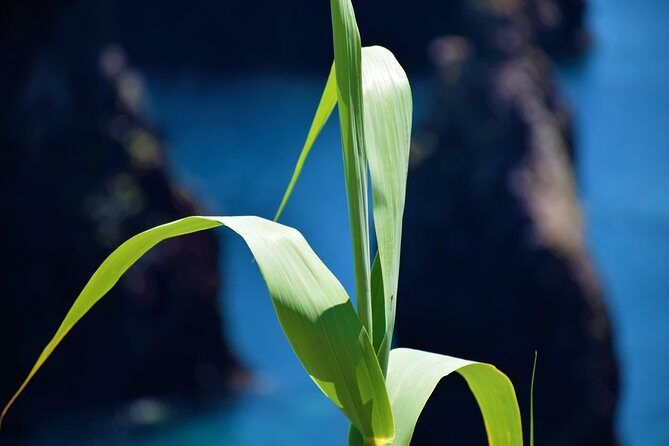 Full Day Tour of Madeira West - Porto Moniz Volcanic Pools: Where Lunch Time Becomes a Swim Break