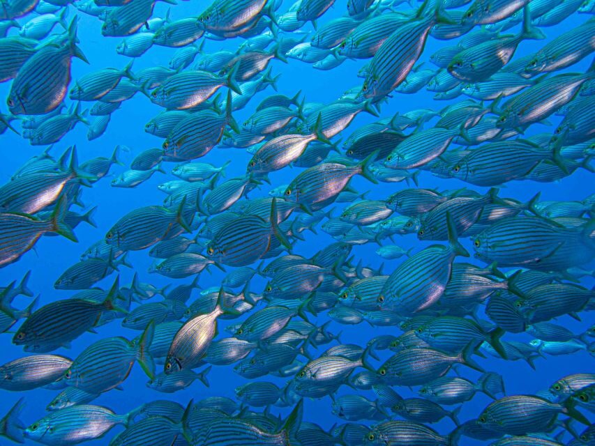 Funchal: Advanced Scuba Diving Afonso Cerqueira Wreck - Practical details I’d plan for in Madeira